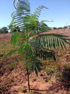 carvalho-solucoes-ambientais-viveiro-de-mudas-recuperacao-ambiental-compensacao-cetesb-5