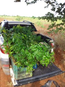 carvalho-solucoes-ambientais-viveiro-de-mudas-recuperacao-ambiental-compensacao-cetesb-4